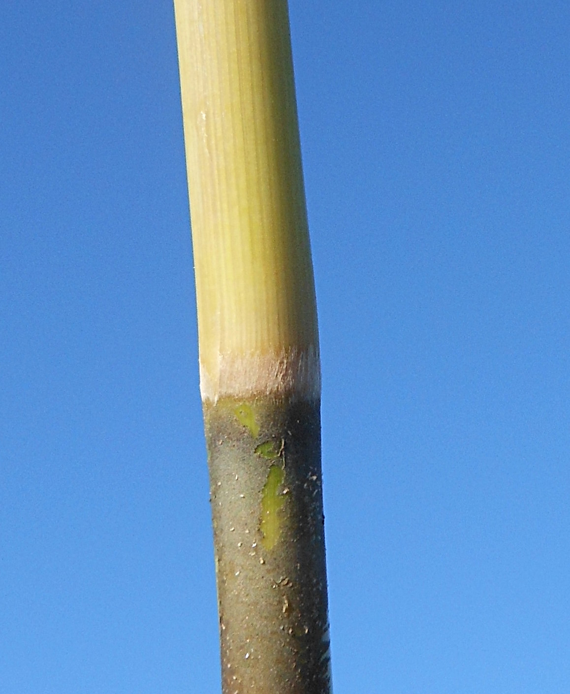 Arundo donaciformis (Loisel.) Hardion, Verlaque & B. Vila